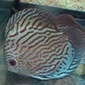 Brilliant Blue Discus