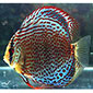 Red Spotted Discus