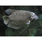 Giant Gourami