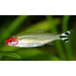 Fire Head Tetra