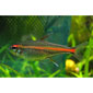 Glowlight Tetra