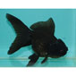 Black Oranda