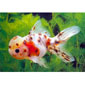 Calico Oranda