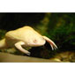 Albino Africa Claw Goldfish