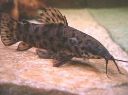 Spotted Hoplo Catfish 