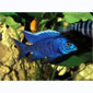 Blue Peacock Cichlid  (SP)