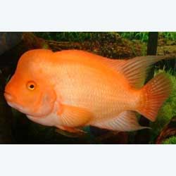 Midas Cichlid (Red Devil)