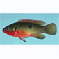 Green Neon Jewel Cichlid