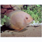 Albino Severum Cichlid (SP)