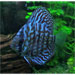 Blue Turqoise Discus