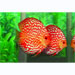 Pigeon Blood Discus