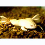 Albino Dwarf Goldfish