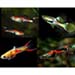 Endler s assorted guppy