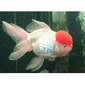 Red Cap Oranda