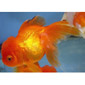 Oranda, Giant Red