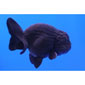 Ranchu, Black