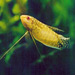 Golden gourami