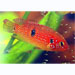 Jewel cichlid