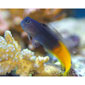 Bicolor Blenny