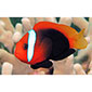 Cinnamon Clownfish