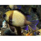Carneus Damsel