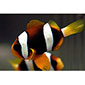 Clarkii Clownfish