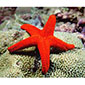 Red Star Fish