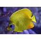 Bluecheek / Golden Butterflyfish