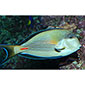 Sohal Surgeonfish