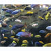 Assorted Cichlid