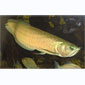 Silver arowana