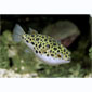 Green Spotted Puffer Giant