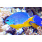 Azure Damselfish