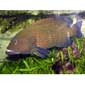 Blue Spotted Grouper