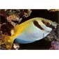 Virgate Rabbitfish 