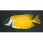 Yellow Foxface Rabbitfish