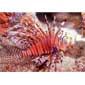 Red Peacock Lionfish