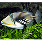 Picasso / Humu Humu Triggerfish