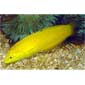 Golden / Canary Wrasse