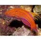 Velvet Wrasse / Fairy Wrasse