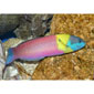 Rainbow Wrasse