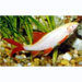 Albino Rainbow Shark 