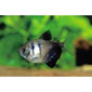 Black Tetra