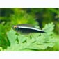 Black Neon Tetra