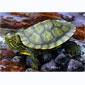 Red Ear Slider Goldfish