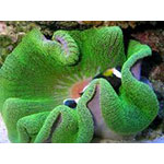 Flourrescent Green Carpet Anemone