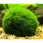 Marimo balls