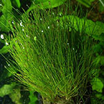 Dwarf Hair grass