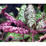 Purple Waffle plant