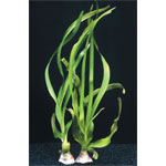 Water Onion